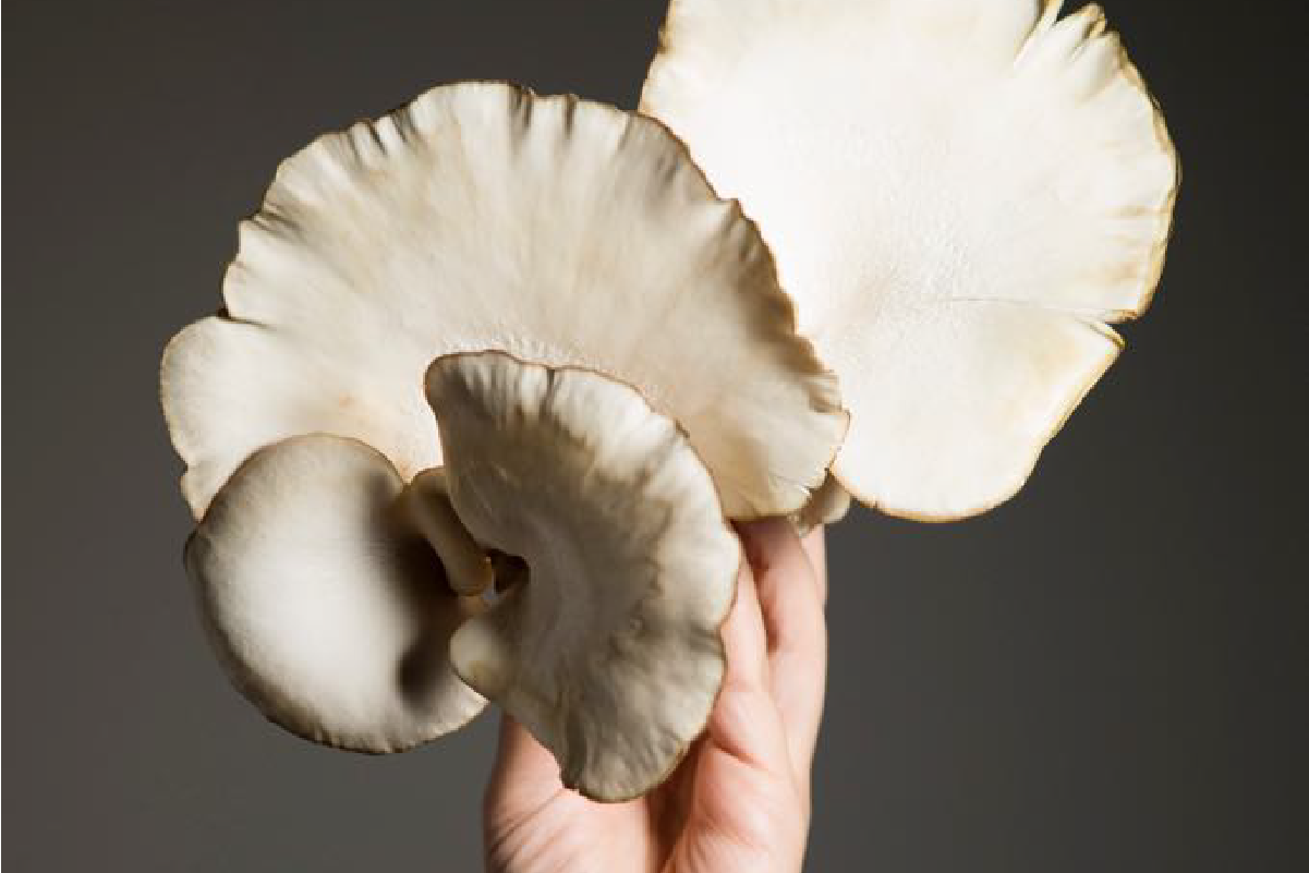 Mantarın Faydaları Neler? İşte Mucizevi Bitkinin Bilinen 9 Faydası