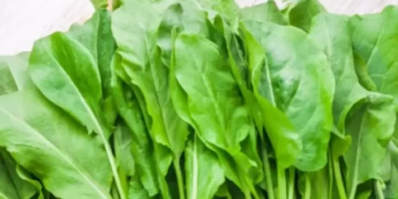 Sofra ve Salatalardan Eksik Etmeyin! Kuzukulağının Faydaları Nelerdir?